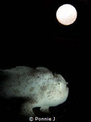 Midnight moon by Ponnie J 